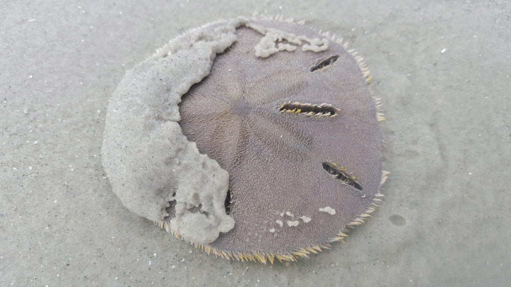 Sand Dollar