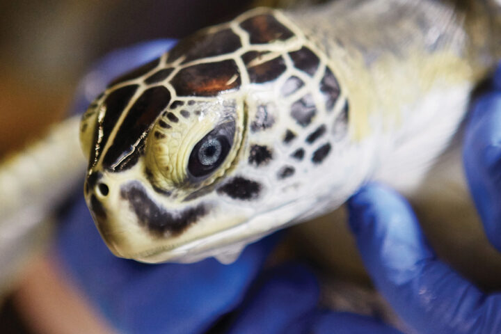 Sea Turtle