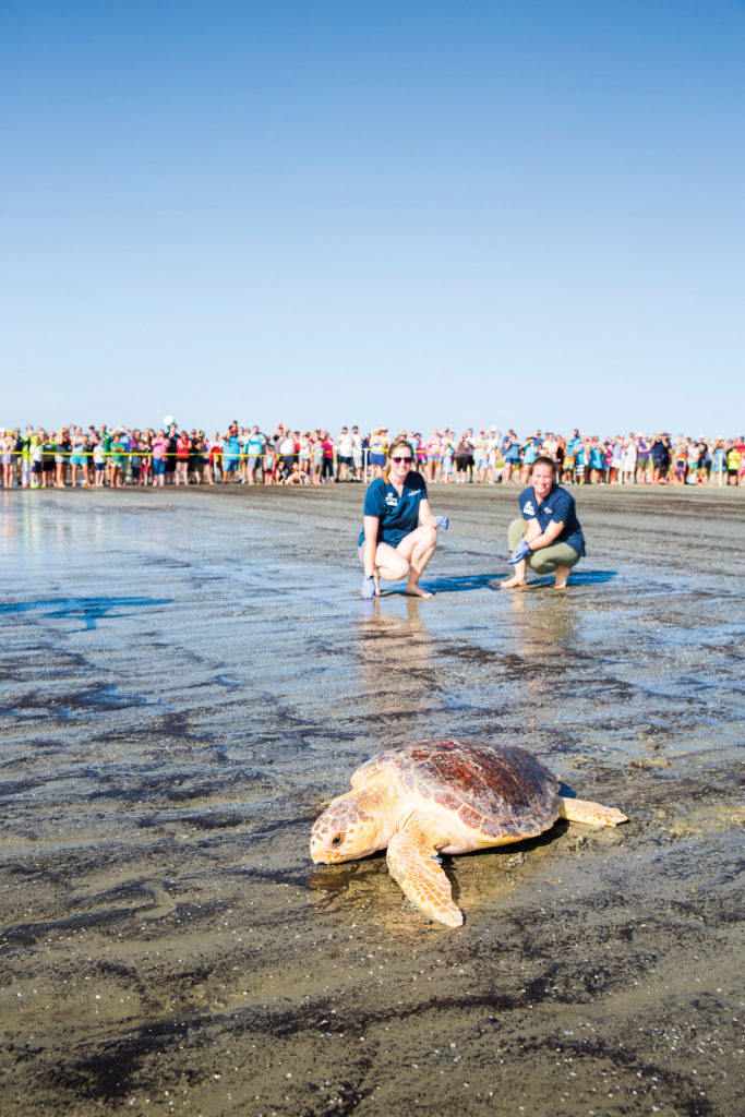 Sea Turtle Release