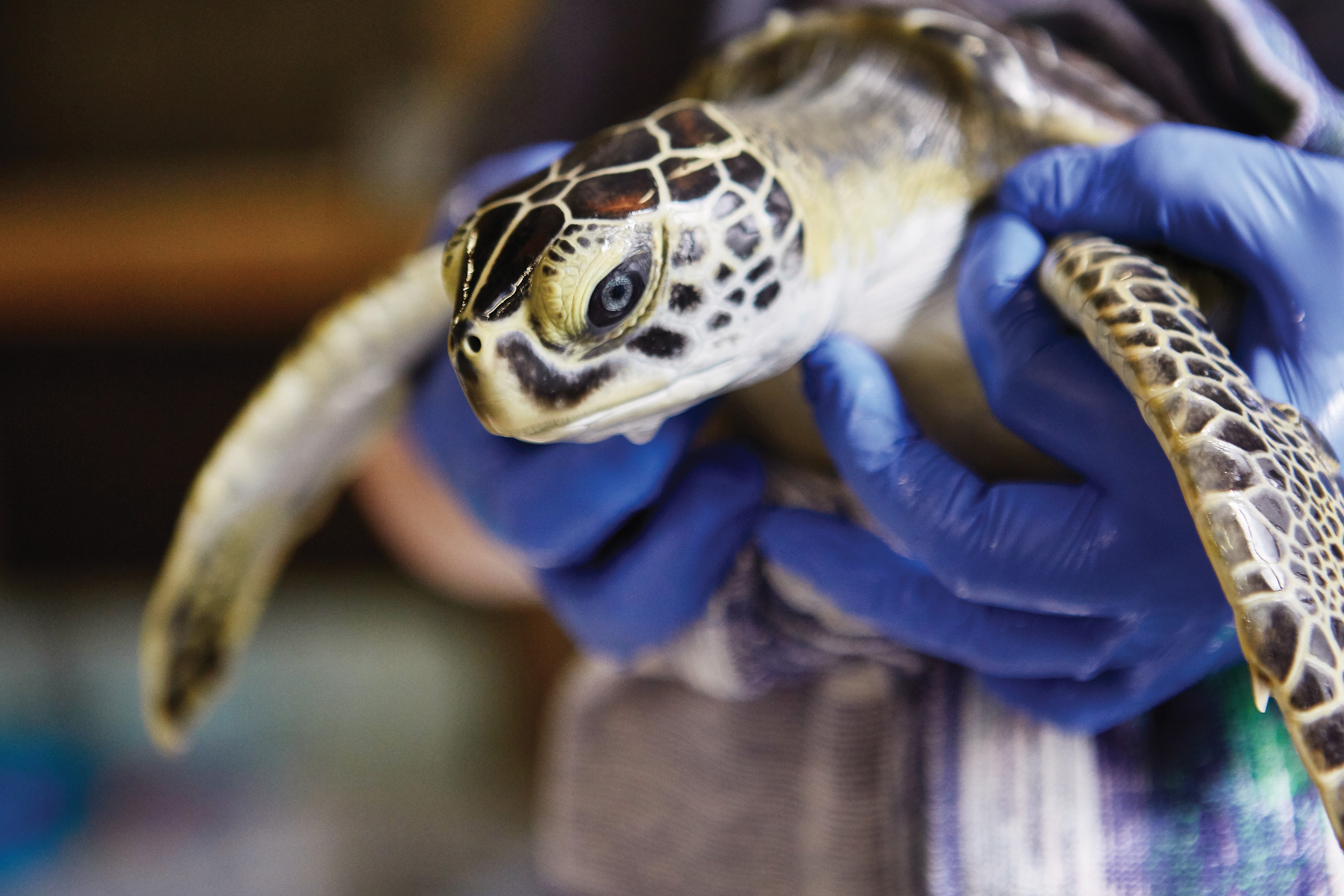 Marine Vet Tech Salary & Career - Aquatic Animal Vet Tech Schools Marine Vet Tech Salary & Career - Aquatic Animal Vet Tech Schools