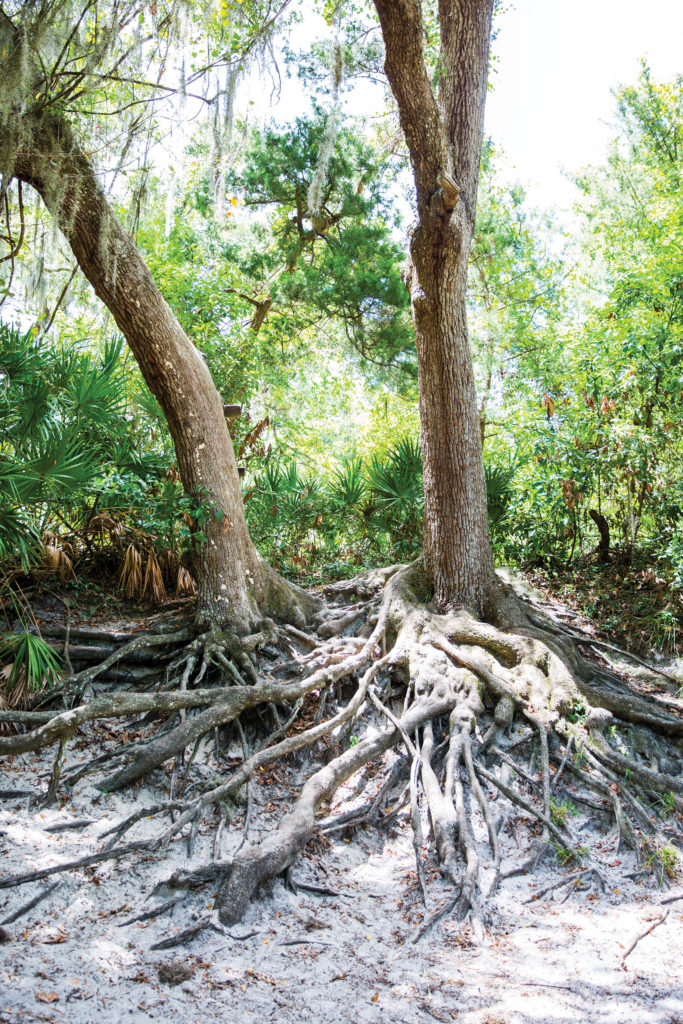 Tree Roots