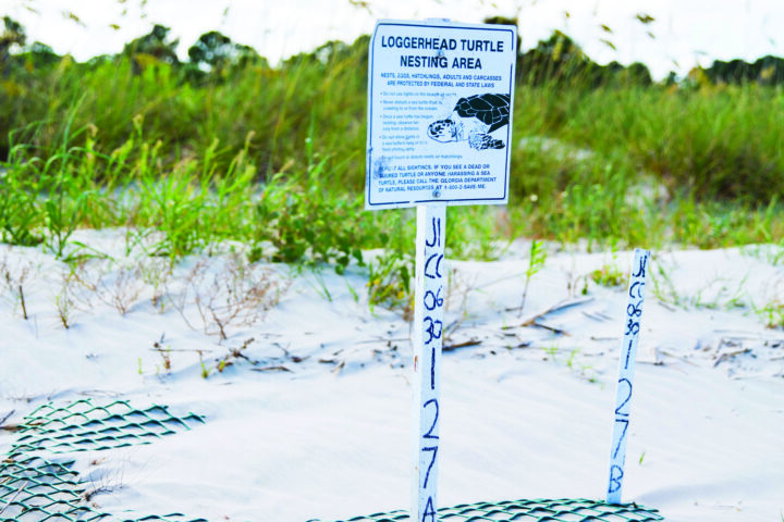 Turtle Nest