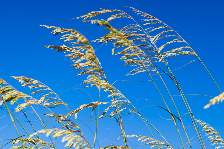 Sea Oats