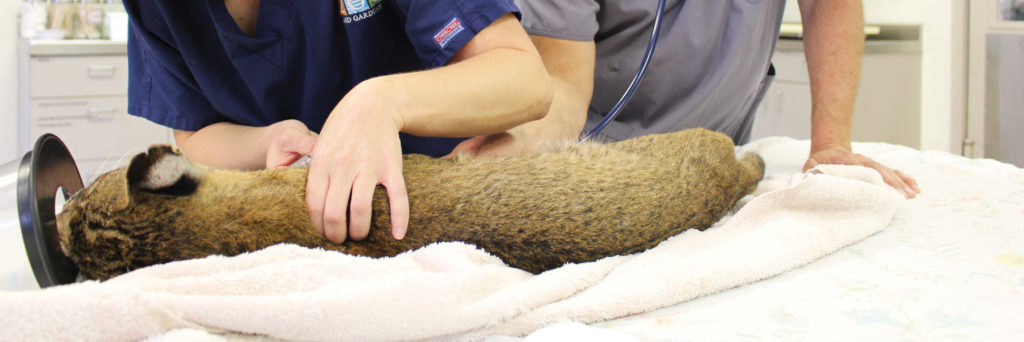 Bobcat at Veterinarian