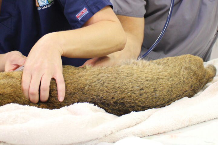 Bobcat at Veterinarian