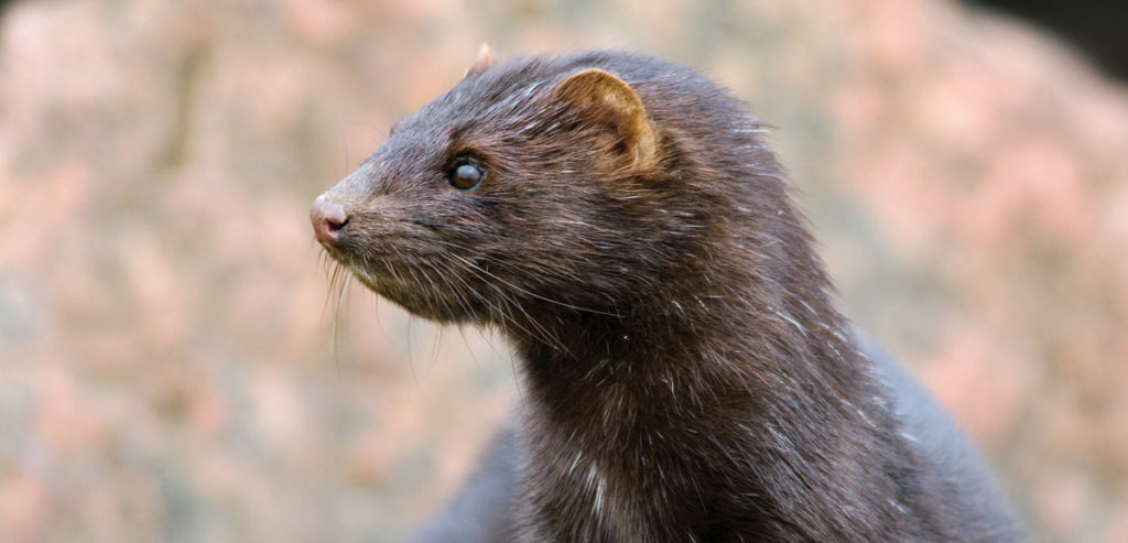 American Mink