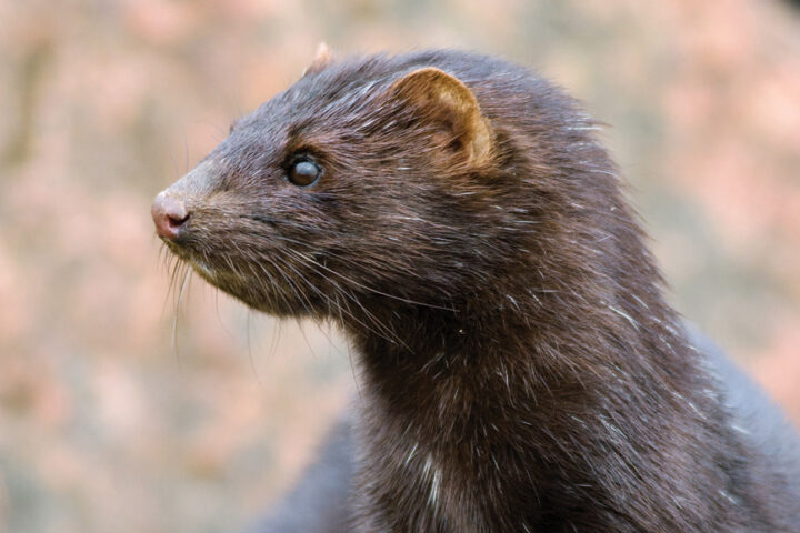 American Mink