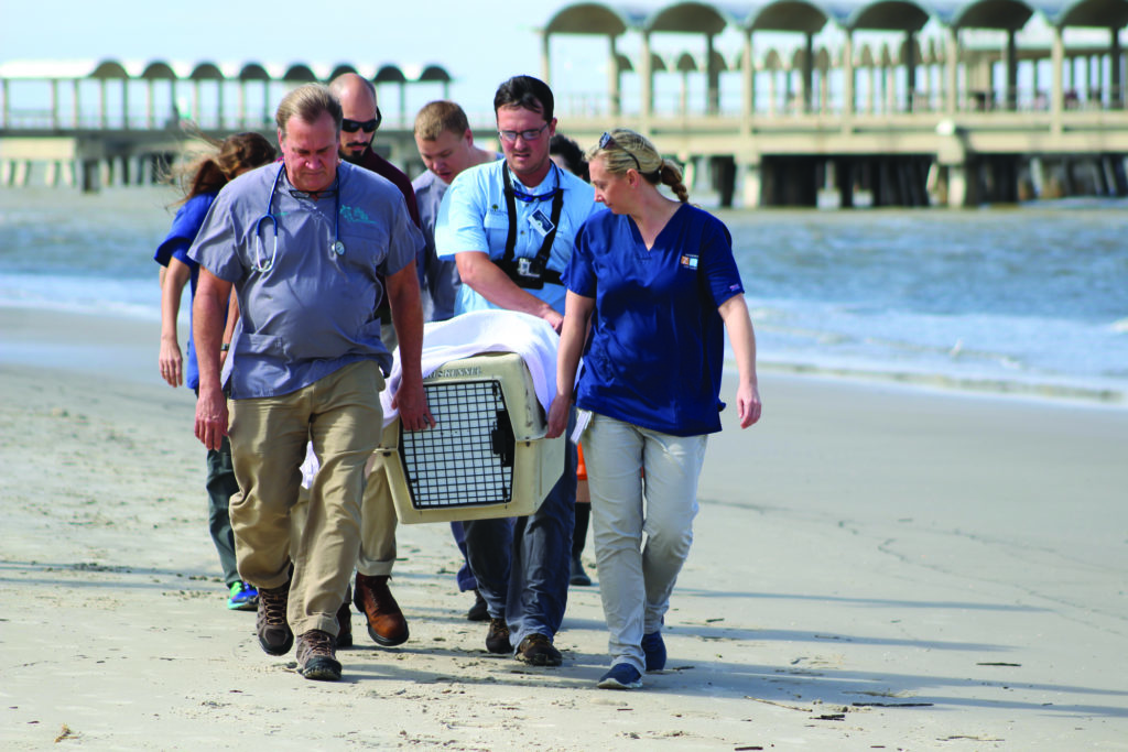 Bobcat Release