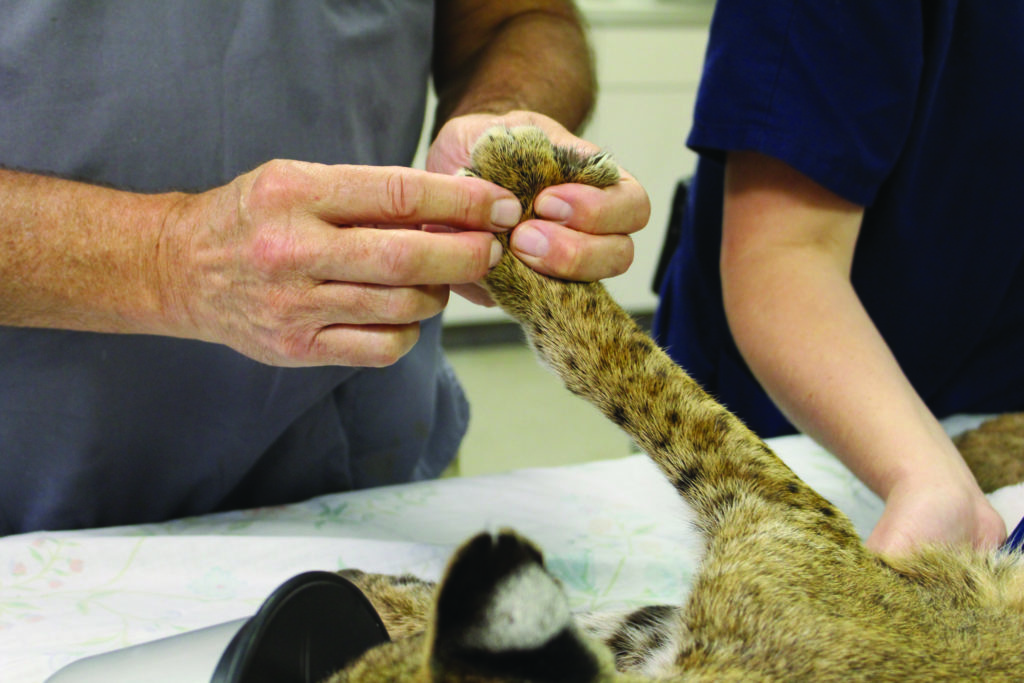 Bobcat at Veterinarian