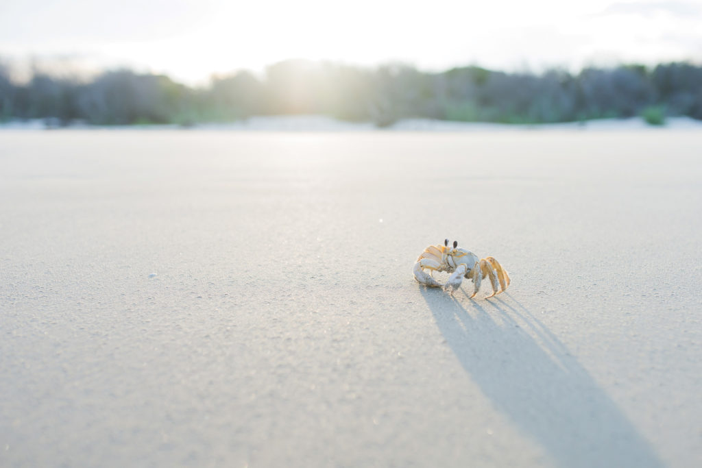 Crab on Beach