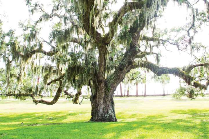 Live Oak
