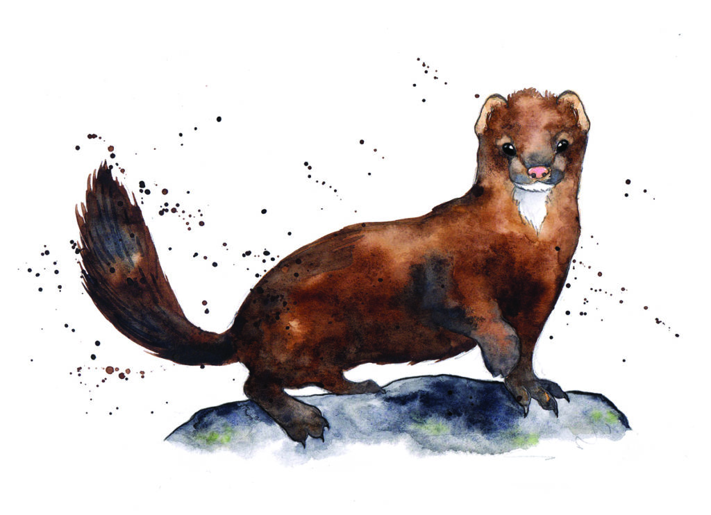 American Mink