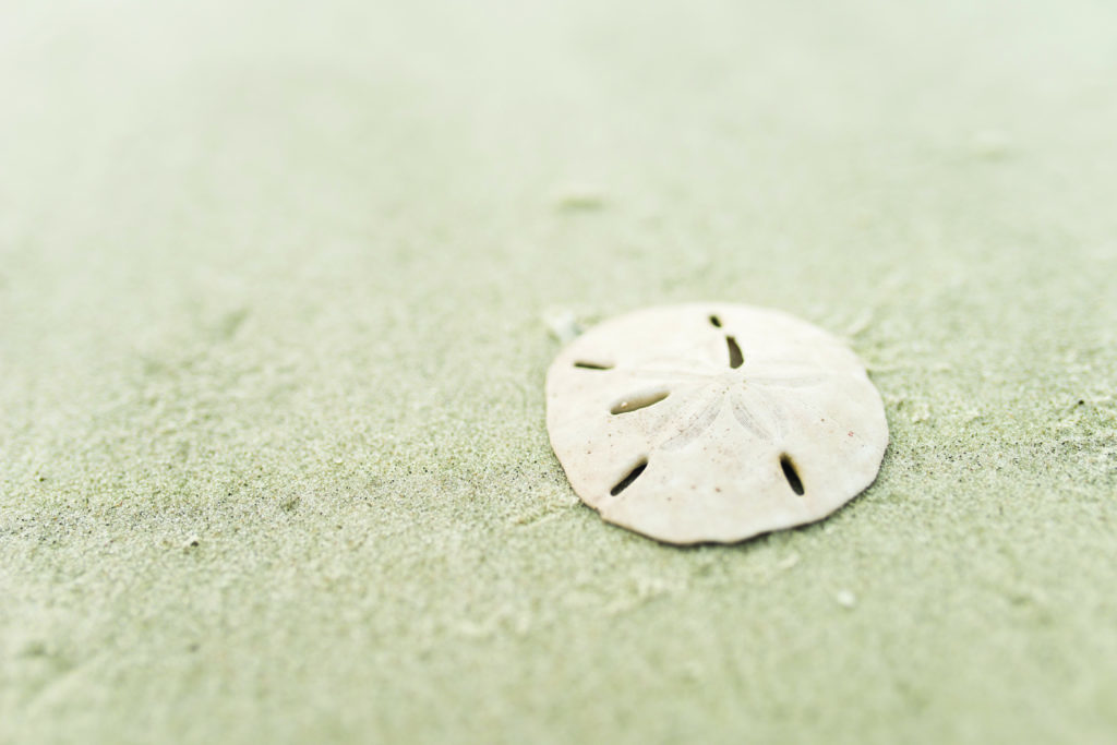 Sand Dollar