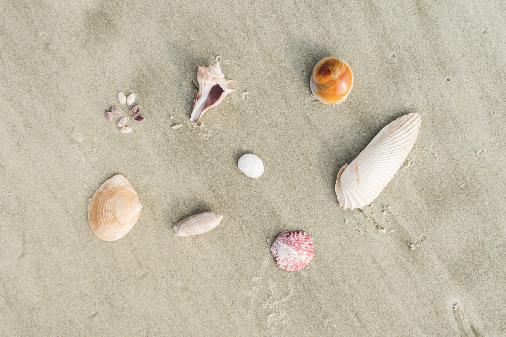 Shells Tiny Houses