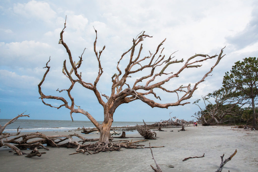 Beach Views: Driftwood Beach