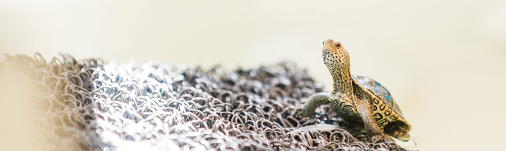 Diamondback Terrapin