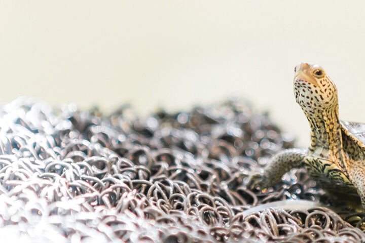 Diamondback Terrapin