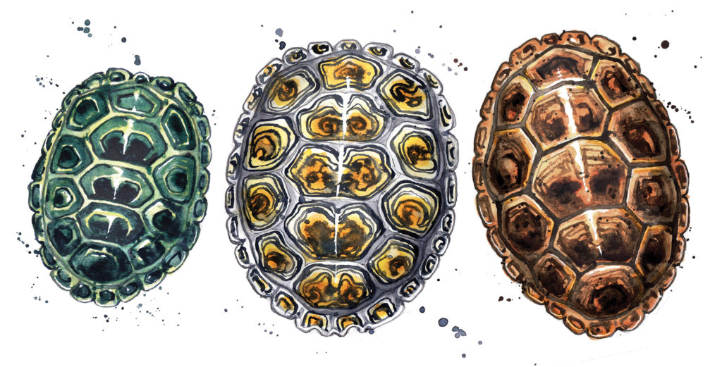 Diamondback Terrapin Shells