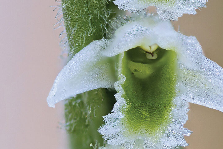 Ladies’ Tresses