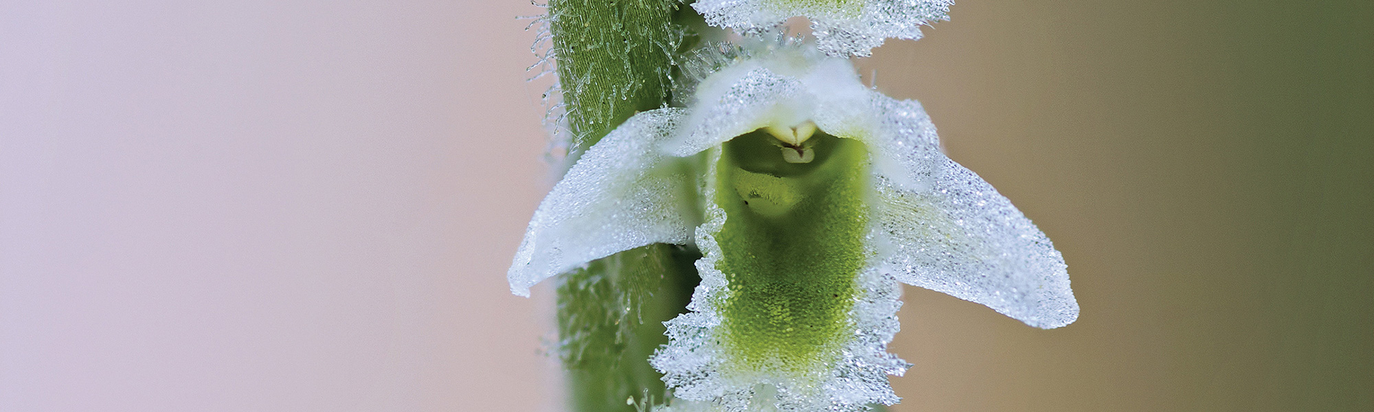 Ladies’ Tresses • Jekyll Island, • Vacation, Conservation, and