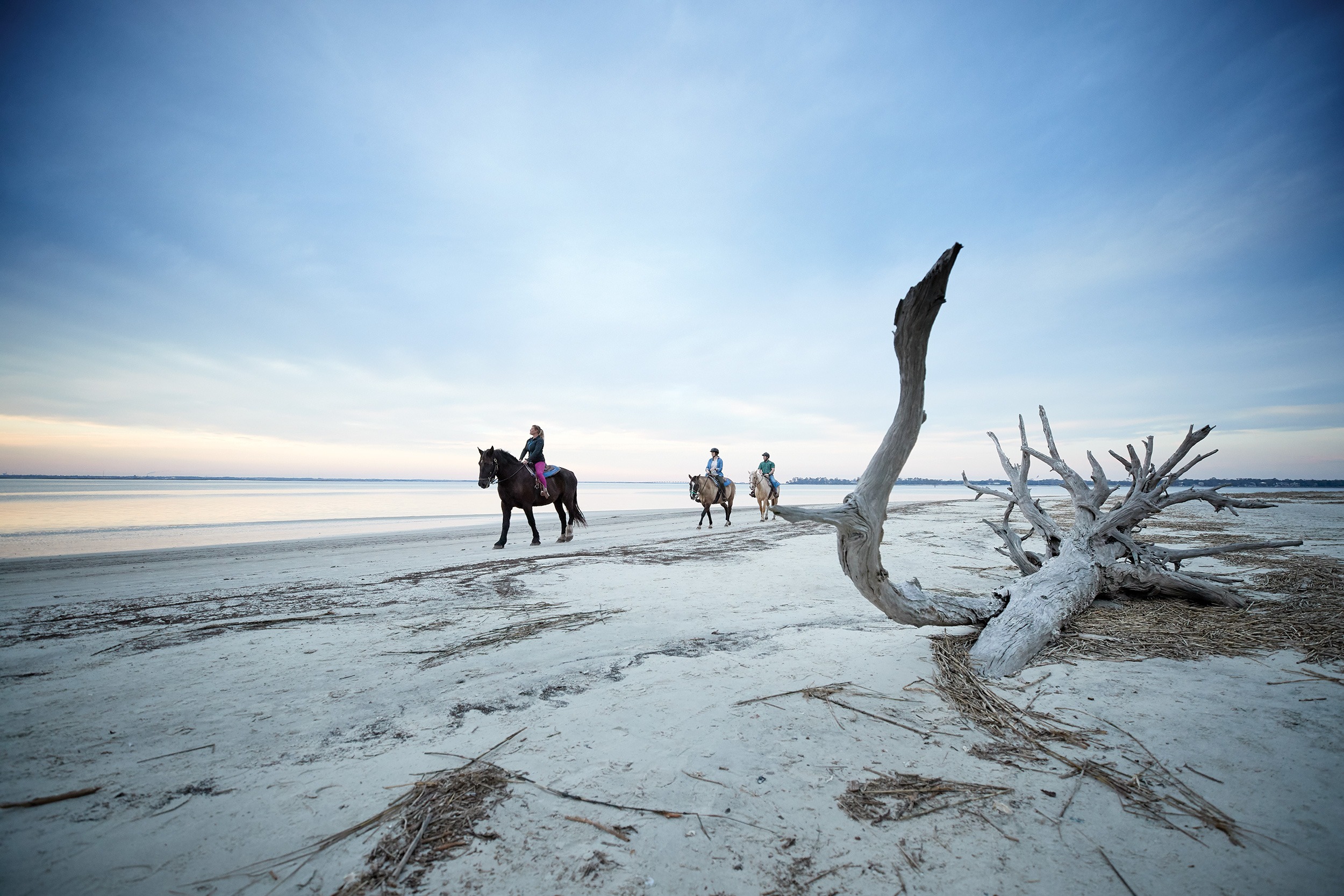 Only on Jekyll: Horses on Driftwood Beach