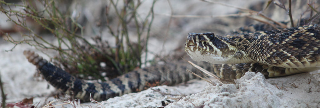 Diamondback Rattlesnake