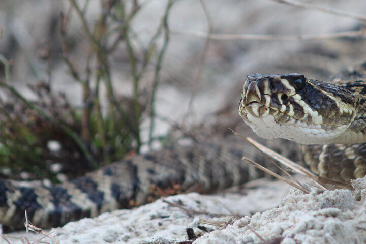 Diamondback Rattlesnake