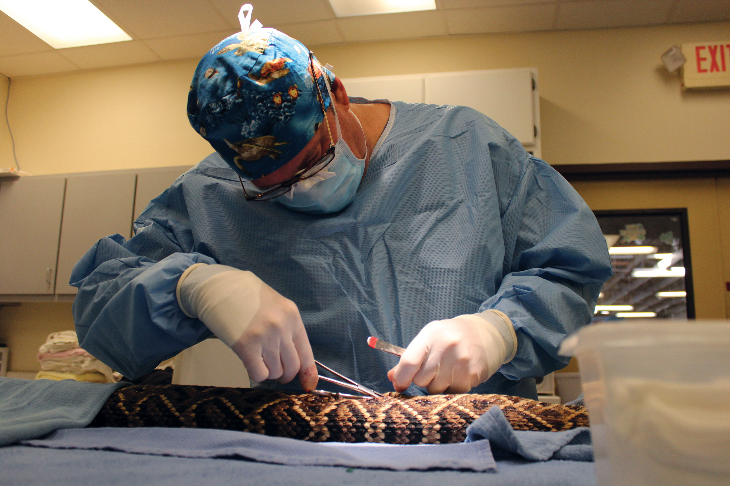 Snake Charmed: Snake Surgery