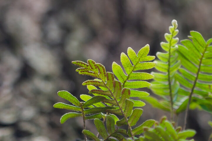 Resurrection Fern