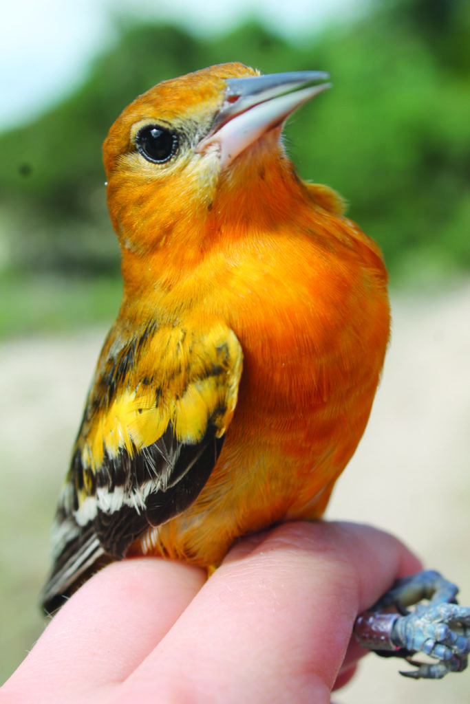 Baltimore oriole