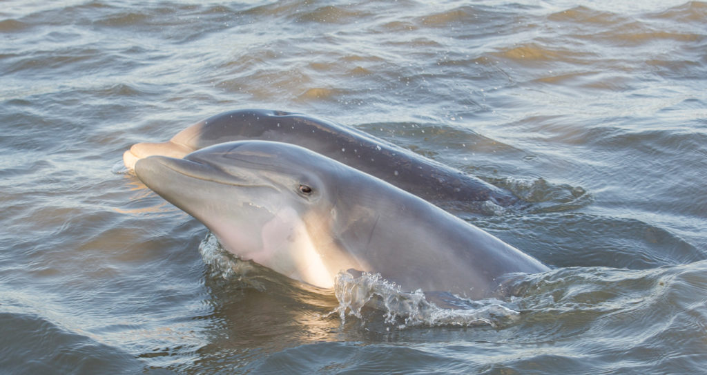 Bottlenose Dolphins