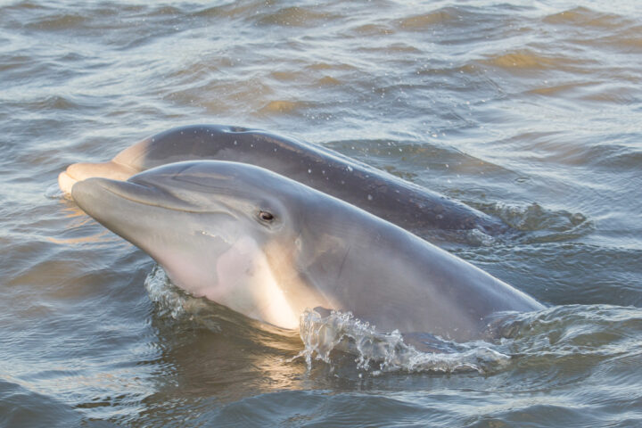 Bottlenose Dolphins
