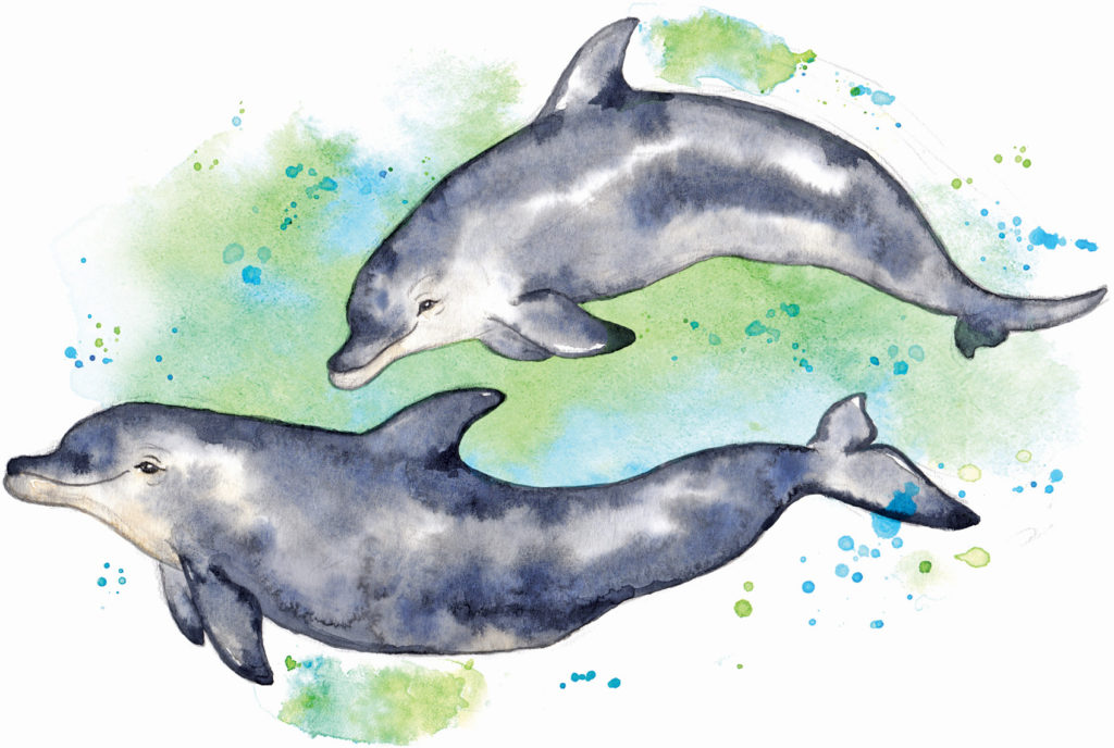 Bottlenose Dolphins