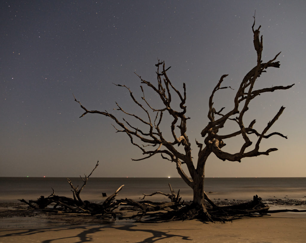 Driftwood Beach