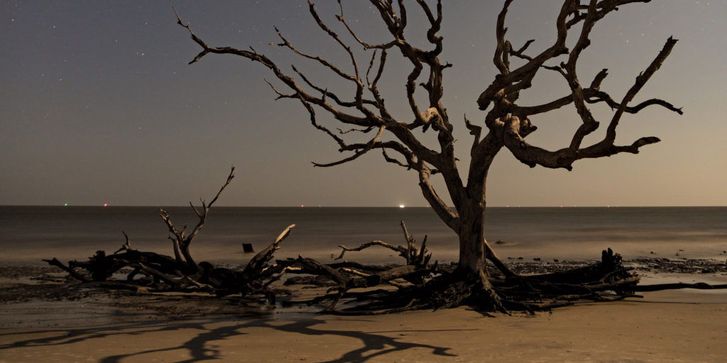 Driftwood Beach