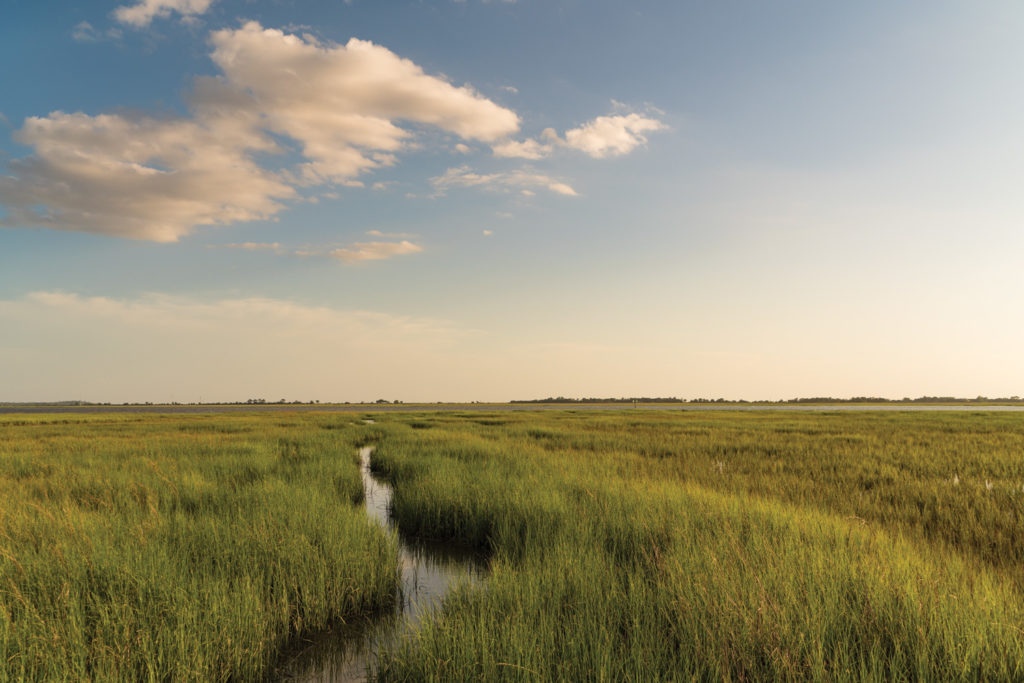 Jekyll Island Marsh