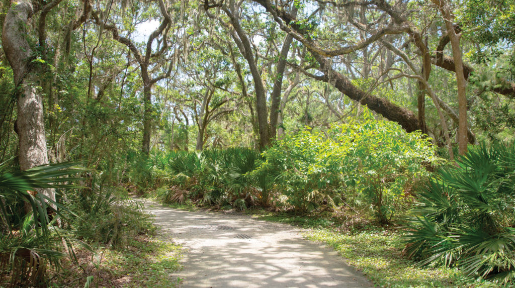 Jekyll Island Forest