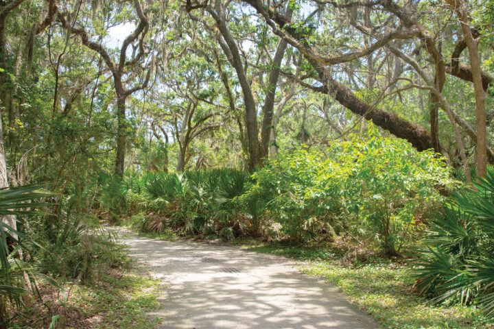 Jekyll Island Forest