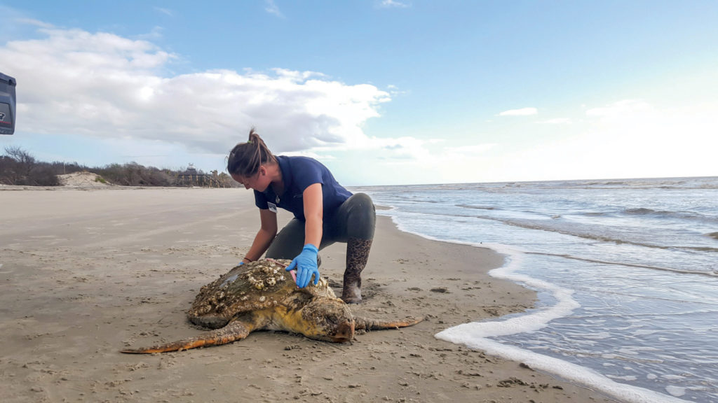 Sea turtle endangerment