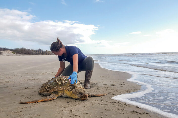 Sea turtle endangerment