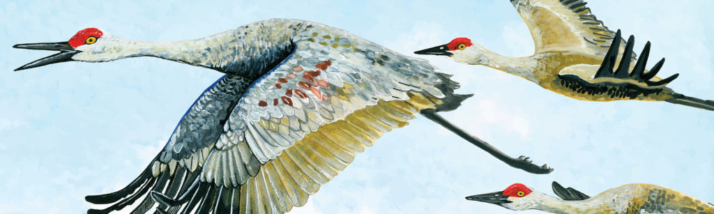 Sandhill Crane