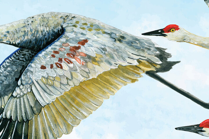 Sandhill Crane