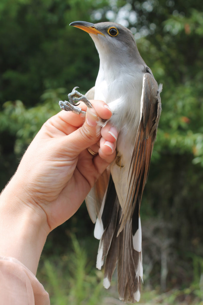 Yellow-billed Cuckoo