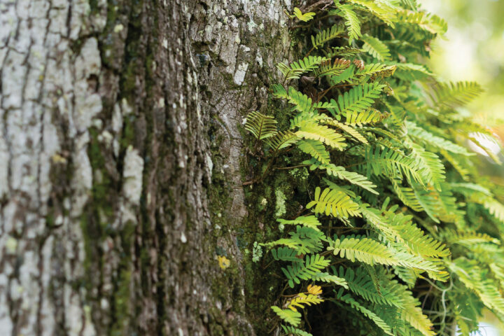 Resurrection Fern