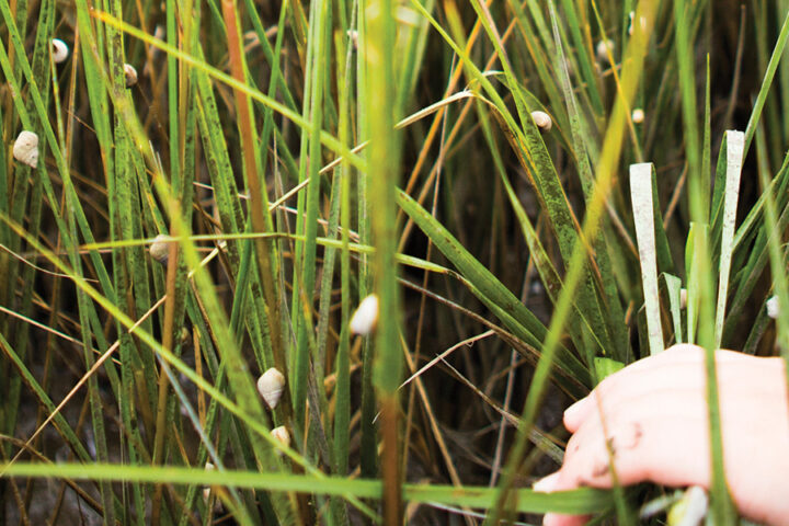 Marsh Grass