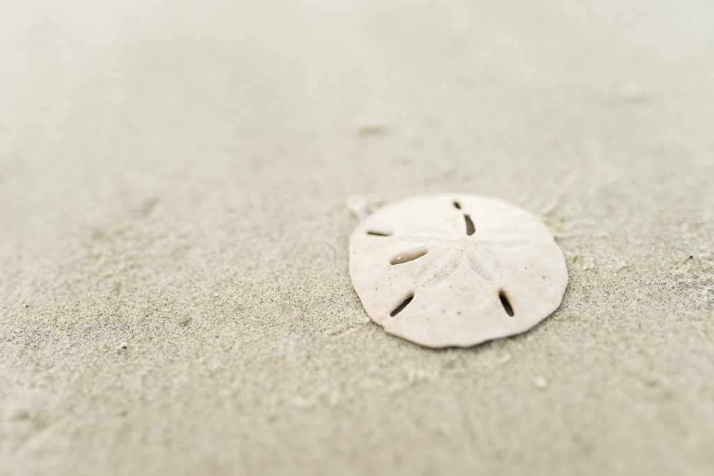 Sand Dollar