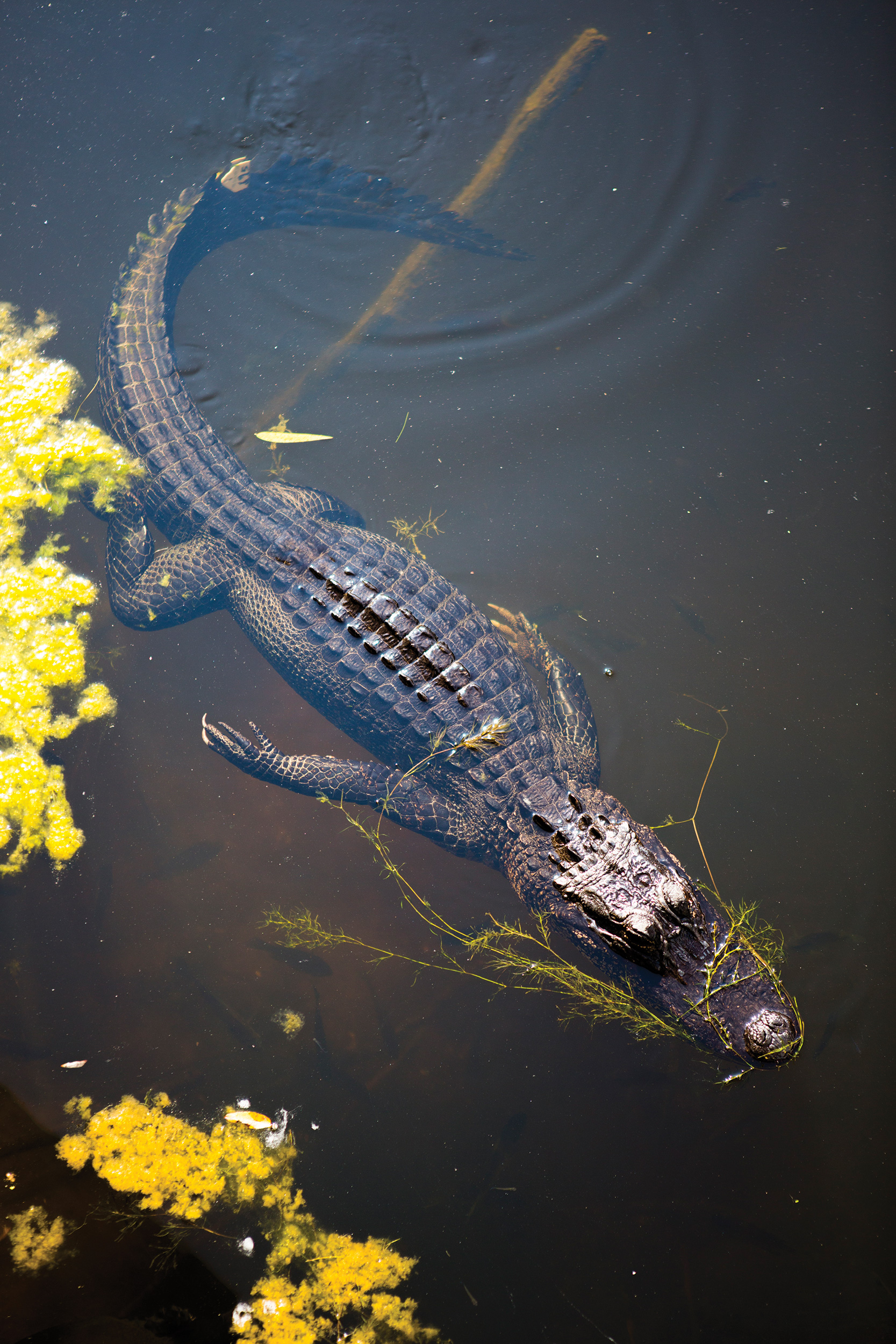 How to Get Along with Gators • Jekyll Island, • Vacation