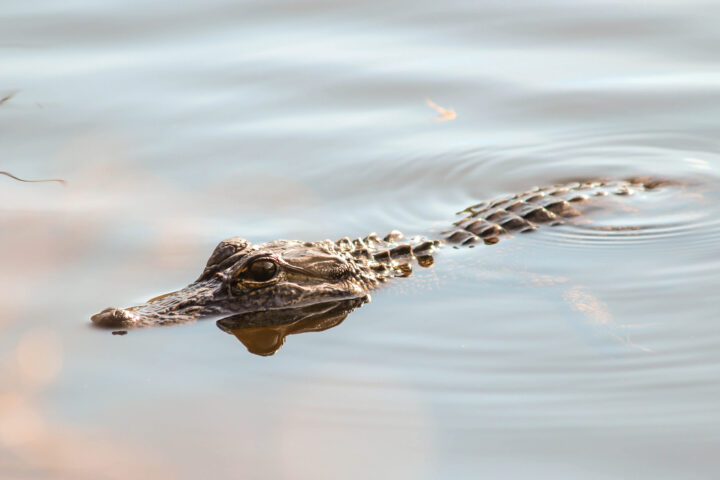 American Alligator