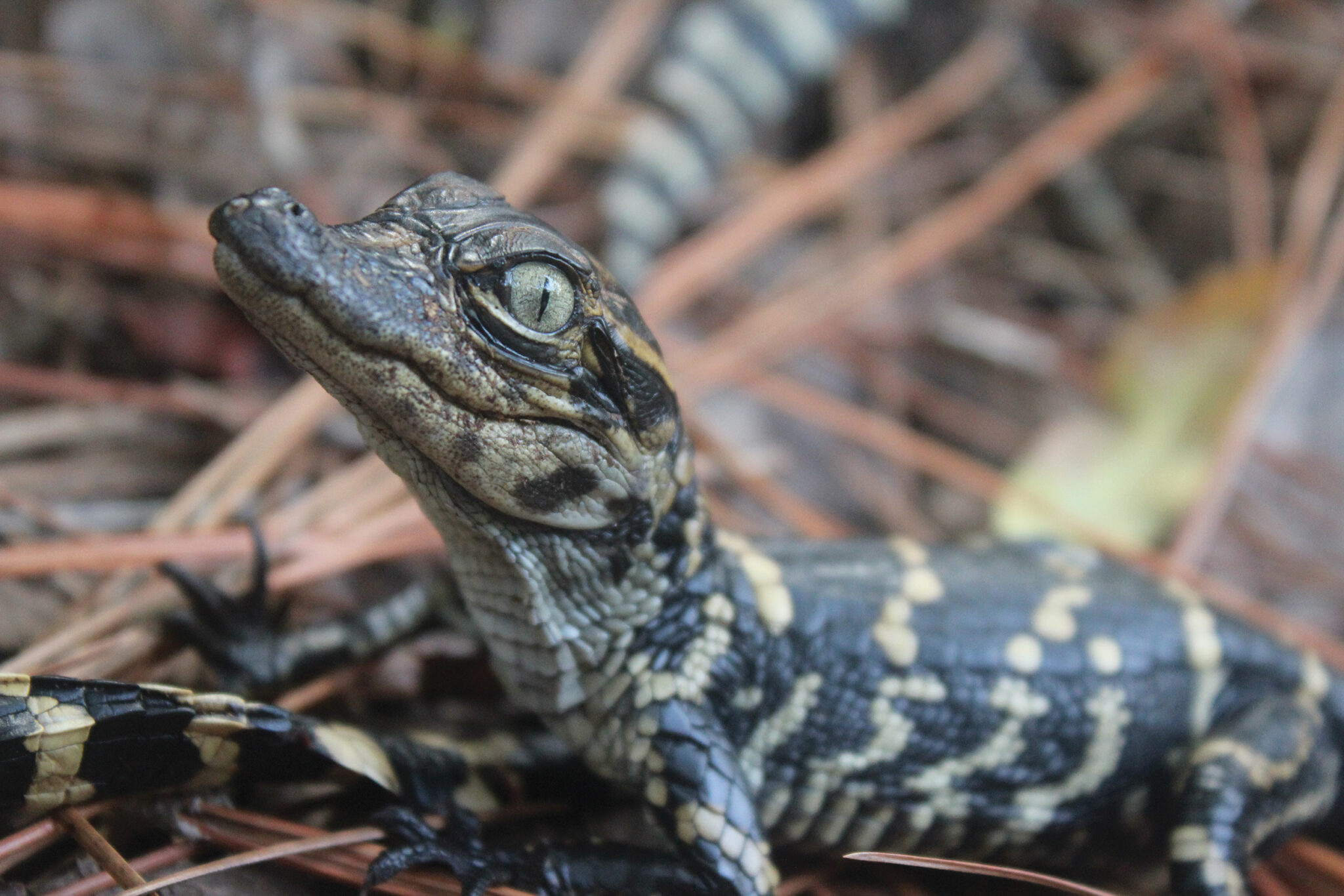 How to Get Along with Gators • Jekyll Island, • Vacation