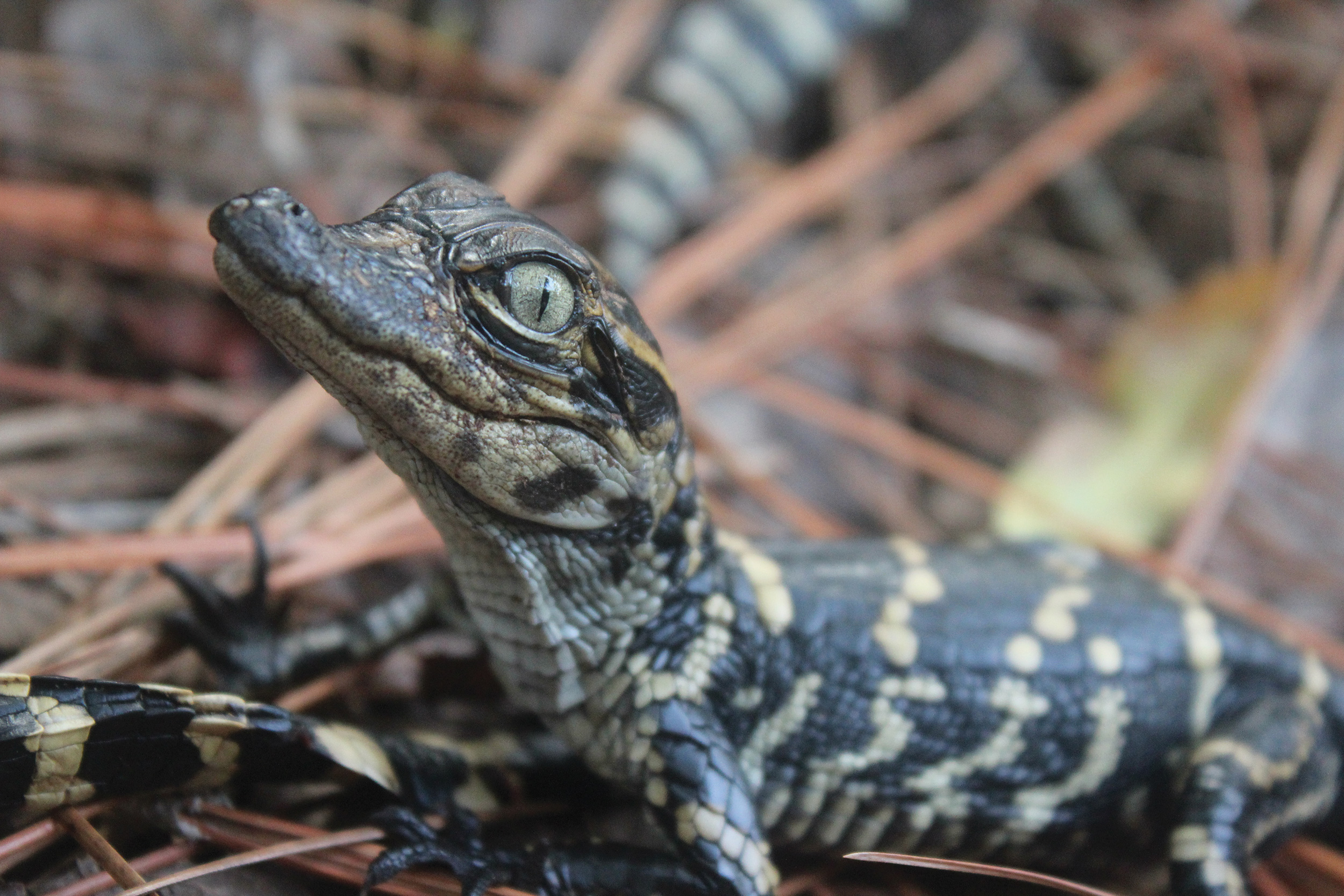 American Alligator